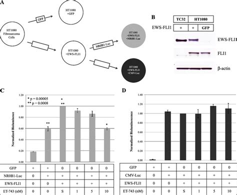 EWS-FLI1 activates the NR0B1 promoter with forced expression of ... 