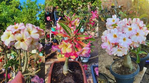 Rosa do deserto vamos ver as minhas sementeiras buquês abundancia de