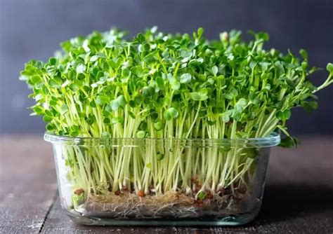 Arugula Microgreens: Top Growing Advices 2023