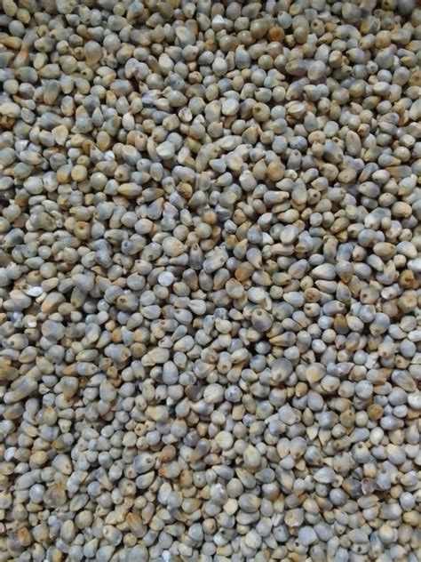 Pearl Millet Kambu Bajra Packaging Type PP Bag Packaging Size 50 Kg