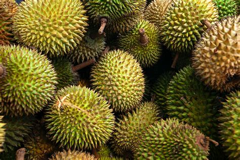 buah   dihasilkan indonesia   edoo