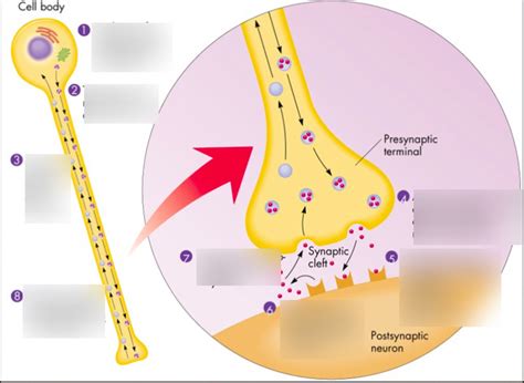 Diagram Of Sequence Of Events At Chemical Synapses Quizlet