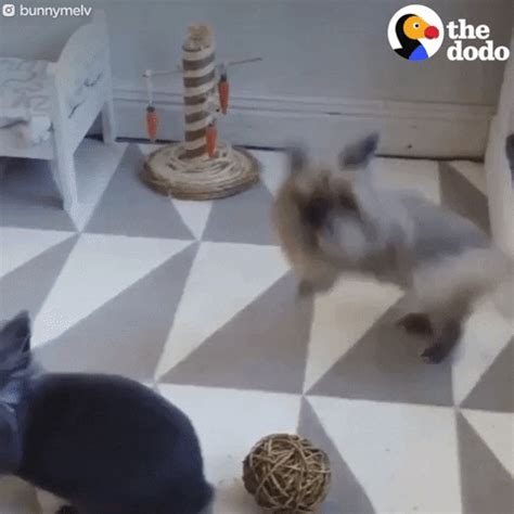 Bunny Sex GIFs Find Share On GIPHY