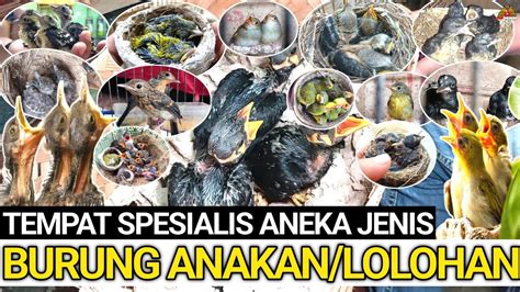 Cek Harga Aneka Jenis Burung Anakan Lolohan Terbaru Di Pasar Burung