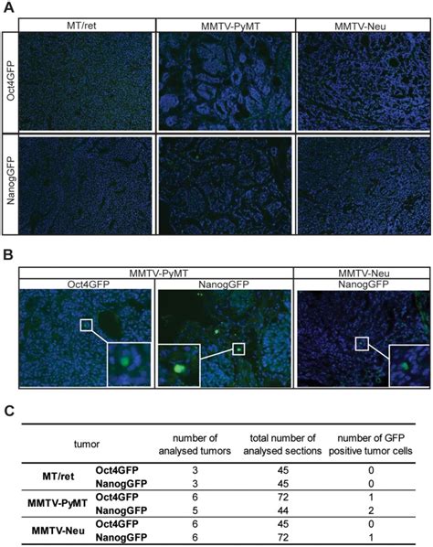 Sections Of Oct Gfp Or Nanoggfp Mt Ret Mmtv Pymt And Mmtv Neu Tumors