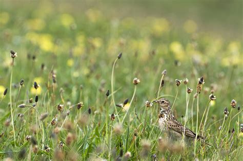 Ecology Surveys Cornwall Environmental Consultants