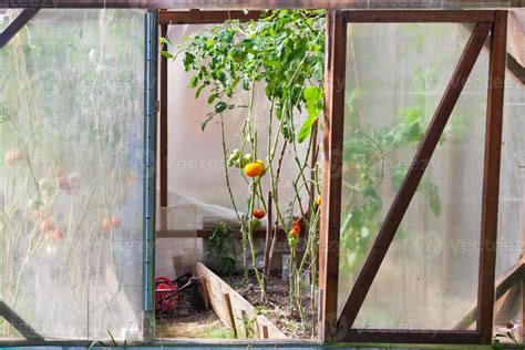 greenhouse with tomatoes 11847205 Stock Photo at Vecteezy