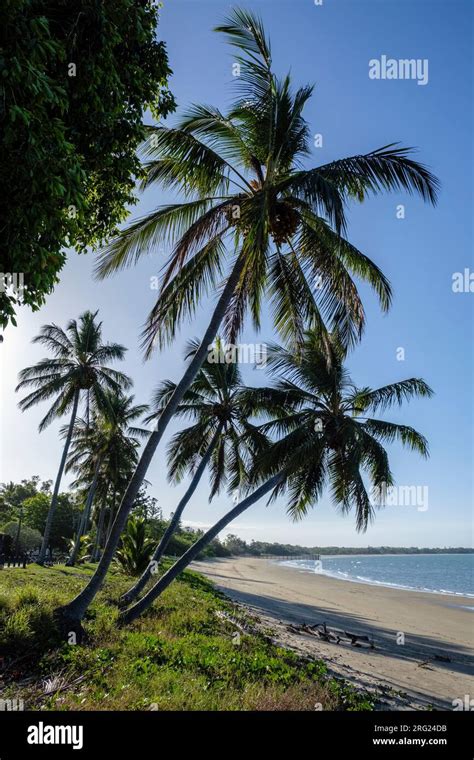 Coconut Palms At Seaforth Beach On The Hibiscus Coast Of Tropical North