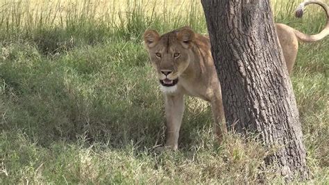 Klötze Mann bei Sex mit Pferd gefilmt Polizei jagt Tierquäler