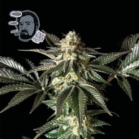 Buy Jack Herer FAST Feminized Seeds By Seedsman In America Stellar Seeds