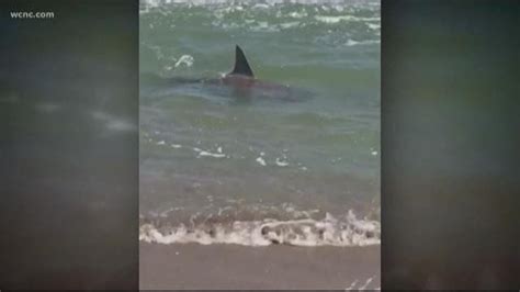 Watch Shark Stuns Beachgoers On Emerald Isle