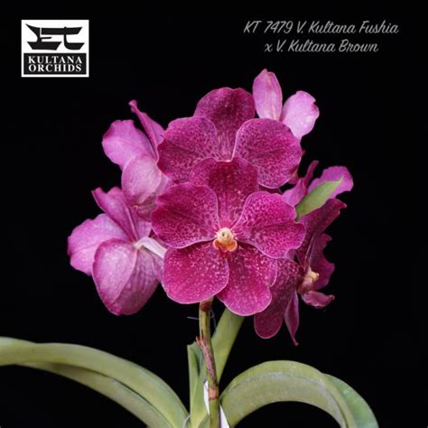 Kt V Kultana Fushia X V Kultana Brown Kultana Orchids