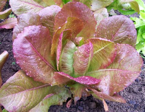 9 Best Lettuce Varieties for Hydroponics – The Bountiful Gardener