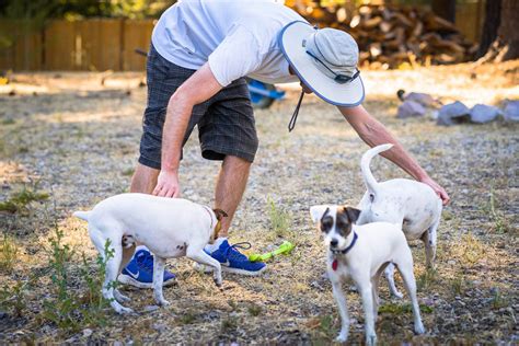 Sydney Dog Boarding Kennels | Sydney Dog Training Centre