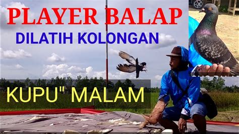 Melatih Merpati Balap Di Lapak Kolong Palaran Youtube