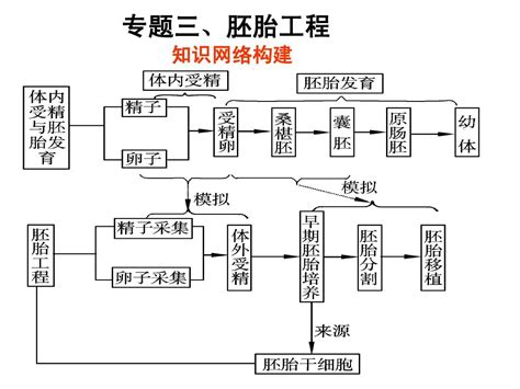 高中生物选修三《专题三 胚胎工程》复习课件word文档在线阅读与下载无忧文档