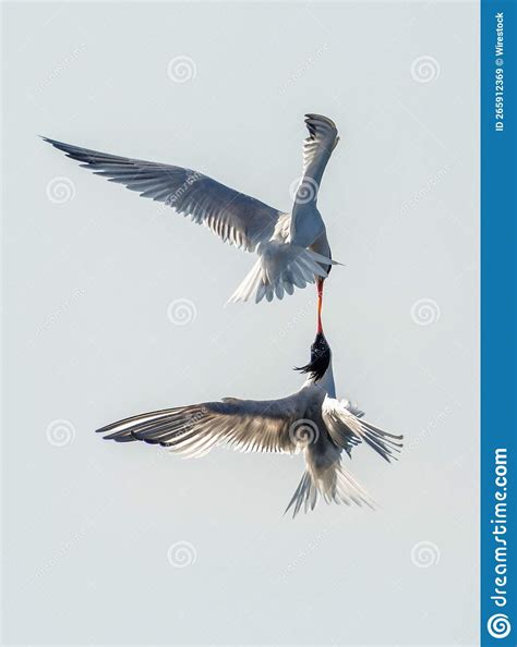 Vertical Closeup of Two Common Terns in the Air Touching Beaks. Stock