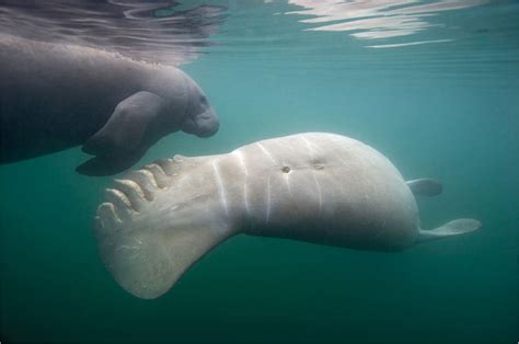 Judge National Geographic photos satire