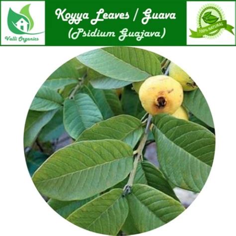 Guava Leaves Powder Online At Low Price In Valli Organics