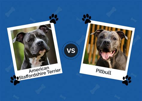 American Staffordshire Terrier Vs Pitbull What Are The Differences