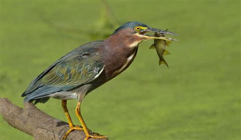 5 Types Of Herons In California 2024 - Spark Lark