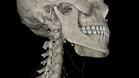 The Submandibular Lymph Nodes Are Some 36 Lymph Nodes Situated At The ...