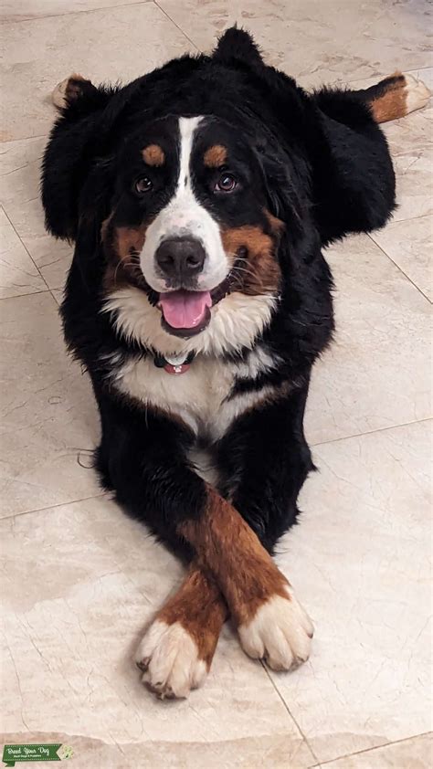 Bernese Mountain Dog - Stud Dog in Atlanta, the United States | Breed ...