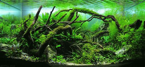 Diving Into Aquascaping The Art Of Underwater Landscape Architecture