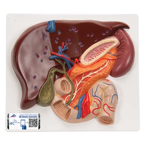 Anatomical Teaching Models Plastic Human Digestive Models Liver