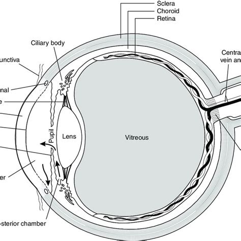 1 Cross-section through the eye and optic nerve. Arrows indicate flow ...