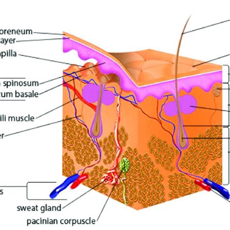 Schematic Of Human Skin Anatomy [9] Reproduced With Permission From