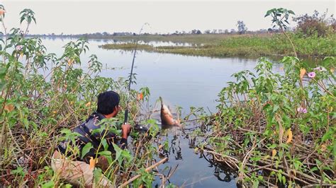 Big Rohu Fish Hunting Amazing Rohu Fishing Techniques With Tips By