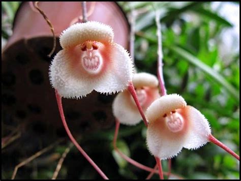 Monkey Face Orchid For Sale | The Garden