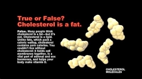 Lipids and Steroids - StoryMD