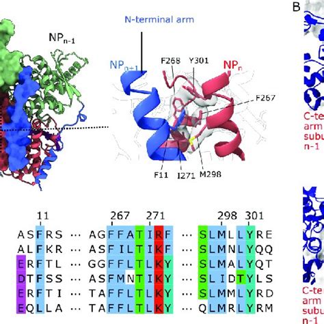 Structure Of The Niv Nucleocapsid Protein Rna Complex Cryoem Structure