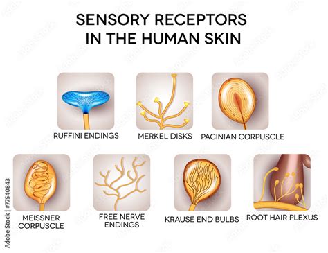 Sensory receptors in the human skin, detailed illustrations. Stock ...