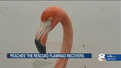 Flamingo rescued after Hurricane Idalia nicknamed 'Peaches' - YouTube