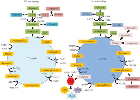 Metabolic Pathways Supporting Macrophage Reprogramming In Either M2 Or