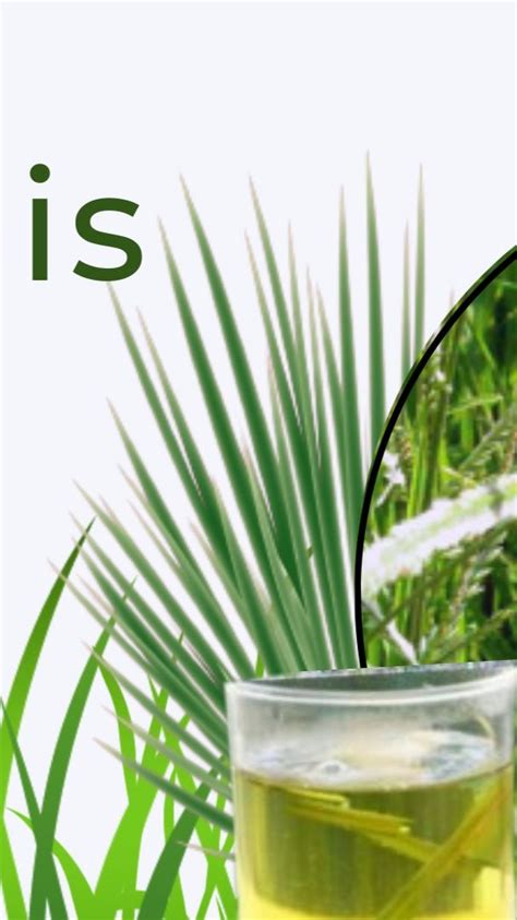 Paragis Grass Benefits & Uses Goose Grass | Herbs, Grass, Plants