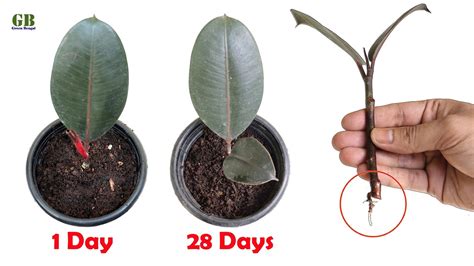 rubber trees  cuttings   propagate  rubber plant