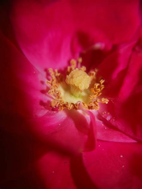 Rosaceae Roseira Rose - Free photo on Pixabay - Pixabay