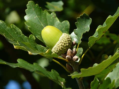 Free photo: Oak, Leaf, Tree, Fruit, Oak Fruit - Free Image on Pixabay ...