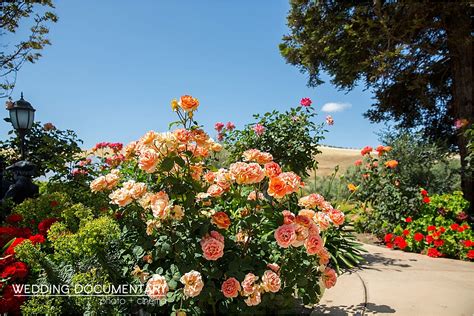 Sipra + Kevin | Fusion Wedding at Purple Orchid in Livermore | Wedding ...