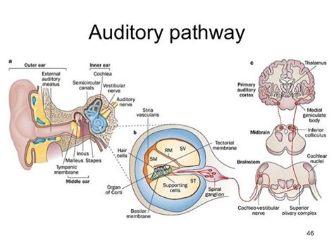 Auditory Pathway Figures In Left Diagram Of The Parts Of The Ear