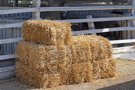 Hay Straw And Bedding Eugene Backyard Farmer