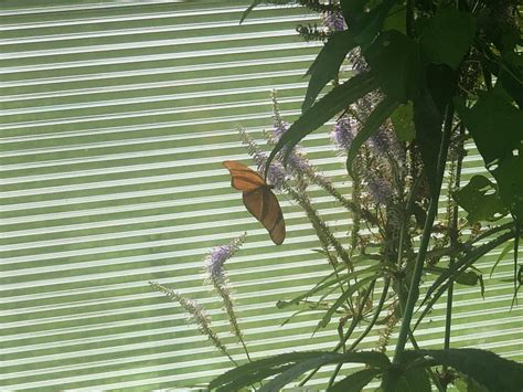 Franklin Park Zoo July 2023 Orange Butterfly by AlecBorden1014 on ...