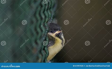 Angry Small Sparrow Stock Image Image Of Birdie Angry 61997535