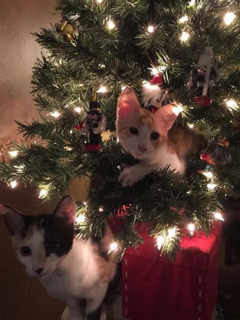 Feline Festivities Christmas Cats That Will Melt Your Heart