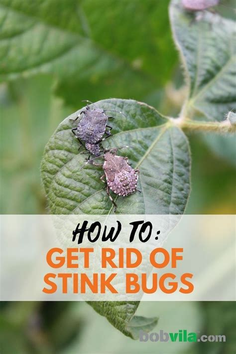 How To Get Rid Of Stink Bugs In Your House Stink Bugs Stink Bug Repellent Garden Pest Control