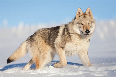 Leur tempérament. - Chiens-loups tchécoslovaques - La Légende Du Loup Noir